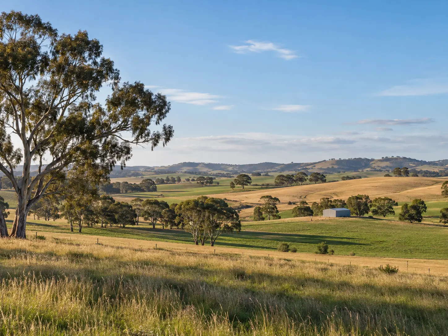 Original illustration of Victorian farmland with eucalyptus trees and a machinery shed